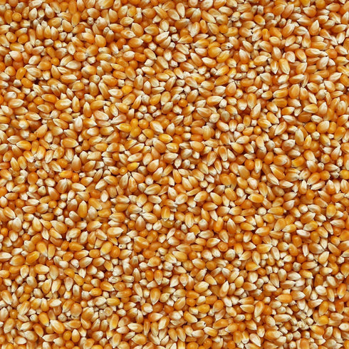 ORGANIC POPCORN, yellow